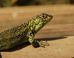 Liolaemus zapallarensis