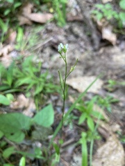 Arabis pycnocarpa adpressipilis