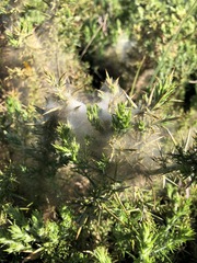 Tetranychus lintearius