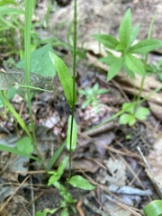 Arabis pycnocarpa adpressipilis