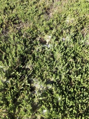 Tetranychus lintearius