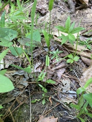 Arabis pycnocarpa adpressipilis