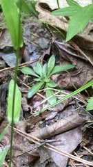 Arabis pycnocarpa adpressipilis