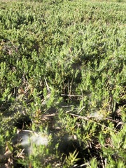 Tetranychus lintearius