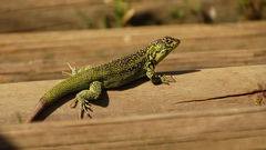 Liolaemus zapallarensis