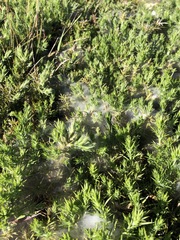 Tetranychus lintearius