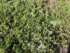 Tetranychus lintearius