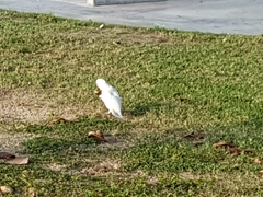 Cacatua goffiniana