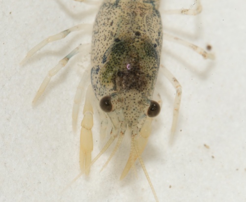 Cambarellus puer