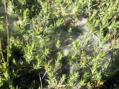 Tetranychus lintearius