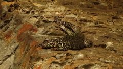 Liolaemus zapallarensis