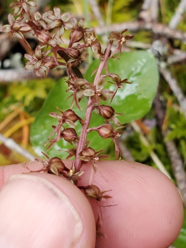 Heartleaf Twayblade