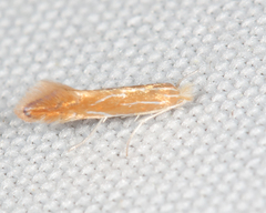Phyllonorycter basistrigella