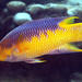 Spanish Hogfish - Photo (c) Kevin Bryant, some rights reserved (CC BY-NC-SA)