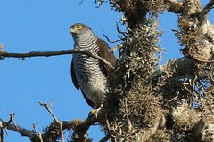 Accipiter madagascariensis