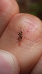 Aedes atlanticus