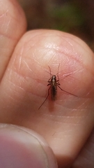Aedes atlanticus