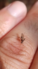 Aedes atlanticus