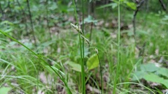 Carex argyrantha