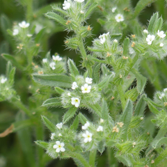 Cryptantha crassisepala elachantha