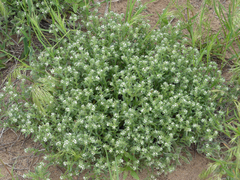 Cryptantha crassisepala elachantha
