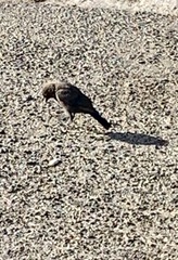 Euphagus cyanocephalus