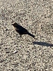 Euphagus cyanocephalus