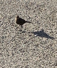 Euphagus cyanocephalus