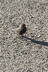 Euphagus cyanocephalus