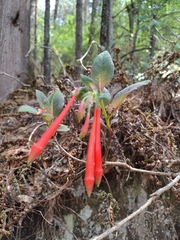 Fuchsia fulgens