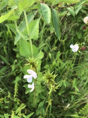 Tephrosia onobrychoides
