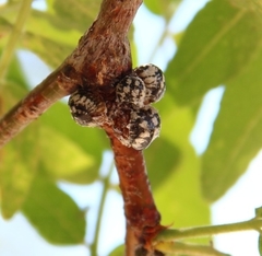 Eulecanium cerasorum