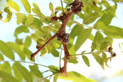 Eulecanium cerasorum