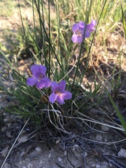 Penstemon auriberbis