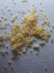 Eulecanium cerasorum