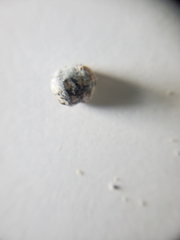 Eulecanium cerasorum