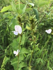 Tephrosia onobrychoides