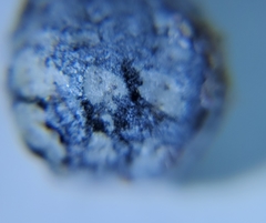 Eulecanium cerasorum