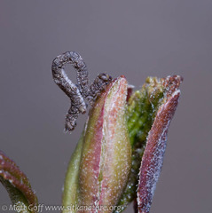 Campaea perlata