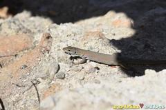 Podarcis siculus tyrrhenicus