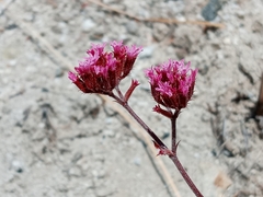 Chorizanthe staticoides