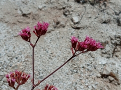 Chorizanthe staticoides
