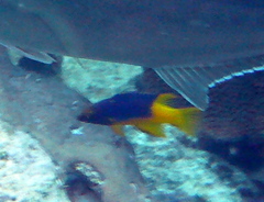 Bodianus rufus