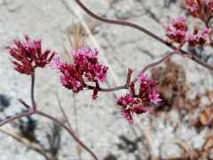 Chorizanthe staticoides