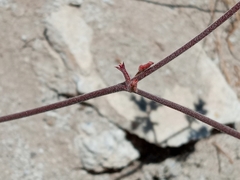 Chorizanthe staticoides