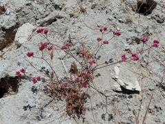 Chorizanthe staticoides