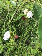 Tephrosia onobrychoides