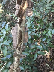 Mezoneuron brachycarpum