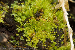 Aulacomnium androgynum