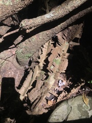 Mezoneuron brachycarpum